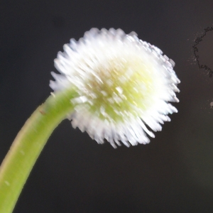 Photographie n°769338 du taxon Galium aparine L. [1753]