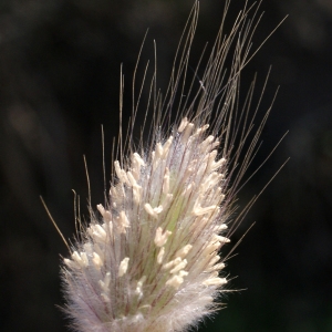 Photographie n°769340 du taxon Lagurus ovatus L.