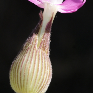 Photographie n°769379 du taxon Silene conica L.