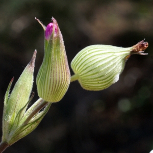 Photographie n°769381 du taxon Silene conica L.