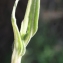  Liliane Roubaudi - Silene conica L.