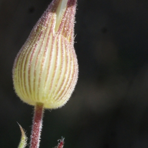 Photographie n°769388 du taxon Silene conica L.