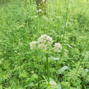 Photographie n°769491 du taxon Valeriana officinalis L. [1753]