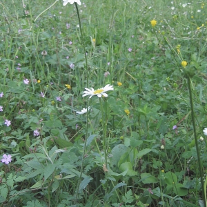 Photographie n°769624 du taxon Leucanthemum vulgare Lam. [1779]