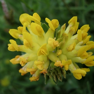 Photographie n°769625 du taxon Anthyllis vulneraria L. [1753]