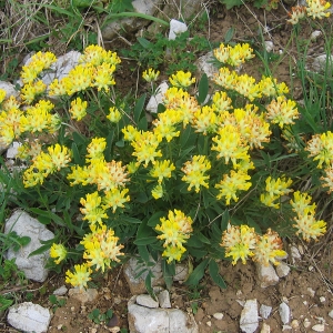 Photographie n°769626 du taxon Anthyllis vulneraria L. [1753]