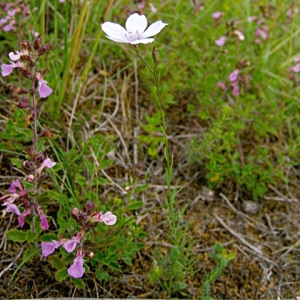 Photographie n°769638 du taxon Linum tenuifolium L. [1753]