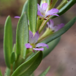 Photographie n°769790 du taxon Lythrum hyssopifolia L.