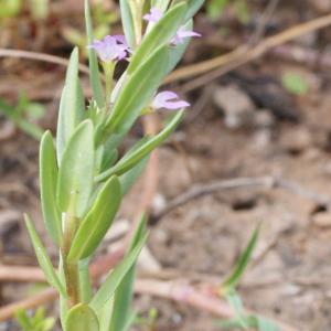Photographie n°769791 du taxon Lythrum hyssopifolia L.