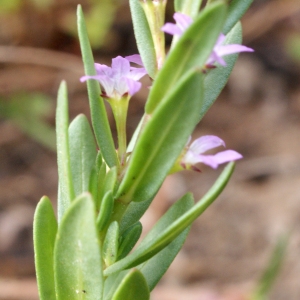 Photographie n°769792 du taxon Lythrum hyssopifolia L.
