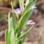  Liliane Roubaudi - Lythrum hyssopifolia L.