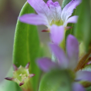 Photographie n°769793 du taxon Lythrum hyssopifolia L.