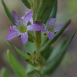 Photographie n°769794 du taxon Lythrum hyssopifolia L.