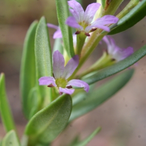 Photographie n°769796 du taxon Lythrum hyssopifolia L.