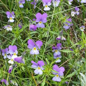 Photographie n°769818 du taxon Viola tricolor subsp. curtisii (E.Forst.) Syme [1864]