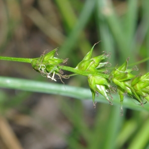 Photographie n°769877 du taxon Carex divulsa Stokes [1787]