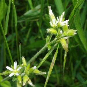 Photographie n°769890 du taxon Cerastium glomeratum Thuill. [1799]