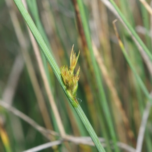 Photographie n°769894 du taxon Juncus inflexus L. [1753]