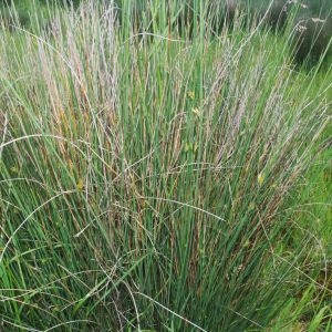 Photographie n°769895 du taxon Juncus inflexus L. [1753]