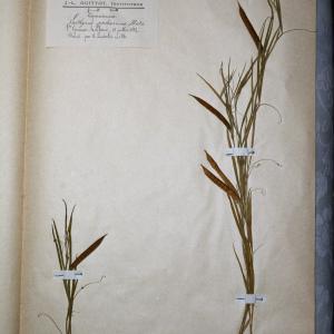 Photographie n°769904 du taxon Lathyrus pratensis L. [1753]