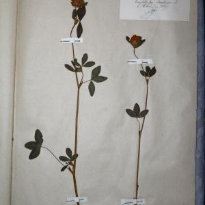 Photographie n°769908 du taxon Trifolium pratense L. [1753]