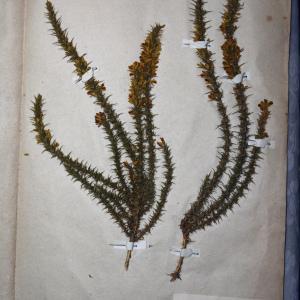 Photographie n°769922 du taxon Ulex nanus T.F.Forst. ex Symons [1798]