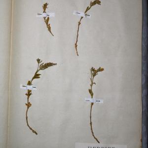 Photographie n°769935 du taxon Silene gallica L. [1753]