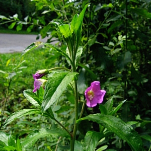 Photographie n°769996 du taxon Epilobium hirsutum L. [1753]