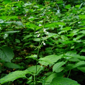 Photographie n°769998 du taxon Circaea lutetiana L. [1753]