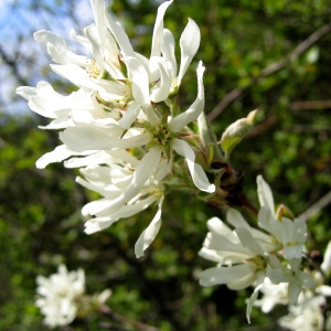 Photographie n°770005 du taxon Amelanchier ovalis Medik. [1793]