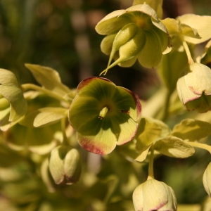 Photographie n°770100 du taxon Helleborus foetidus L. [1753]