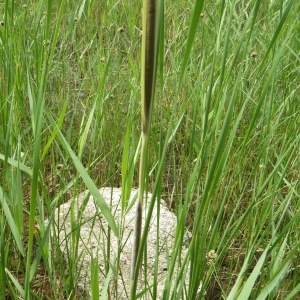 Photographie n°770177 du taxon Typha domingensis (Pers.) Steud. [1821]