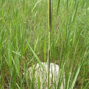 Photographie n°770178 du taxon Typha domingensis (Pers.) Steud. [1821]