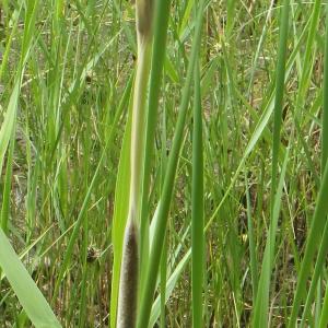 Photographie n°770179 du taxon Typha domingensis (Pers.) Steud. [1821]