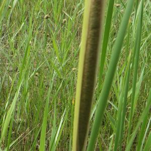 Typha domingensis (Pers.) Steud. (Massette australe)