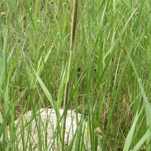 Photographie n°770184 du taxon Typha domingensis (Pers.) Steud. [1821]