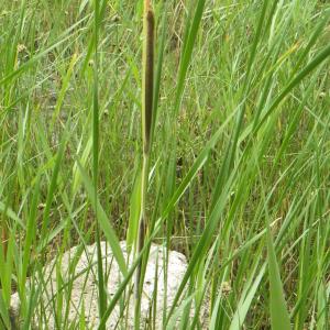 Photographie n°770185 du taxon Typha domingensis (Pers.) Steud. [1821]