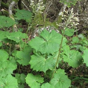 Photographie n°770195 du taxon Petasites albus (L.) Gaertn. [1791]