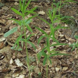 Photographie n°770196 du taxon Polygonatum verticillatum (L.) All.