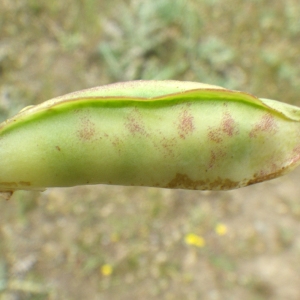 Photographie n°770241 du taxon Lathyrus ochrus (L.) DC. [1805]