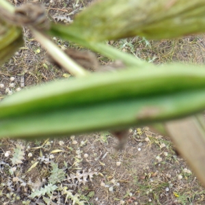 Photographie n°770243 du taxon Lathyrus ochrus (L.) DC. [1805]