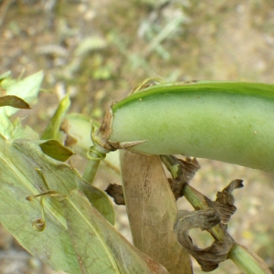 Photographie n°770244 du taxon Lathyrus ochrus (L.) DC. [1805]