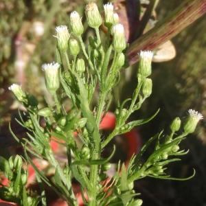 Photographie n°770294 du taxon Erigeron canadensis L. [1753]