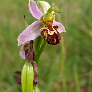 Photographie n°770299 du taxon Ophrys apifera Huds. [1762]