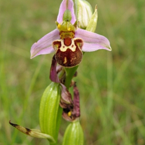 Photographie n°770300 du taxon Ophrys apifera Huds. [1762]