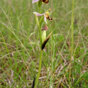 Photographie n°770302 du taxon Ophrys apifera Huds. [1762]