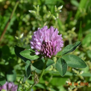 Photographie n°770315 du taxon Trifolium pratense L. [1753]