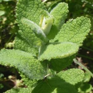 Photographie n°770374 du taxon Mentha suaveolens Ehrh. [1792]