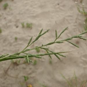 Photographie n°770440 du taxon Cutandia maritima (L.) Benth. [1881]