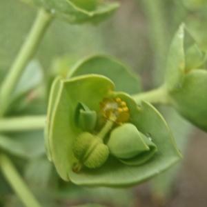 Photographie n°770467 du taxon Euphorbia paralias L. [1753]